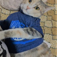 Tekir Kedi, Kedi  Maya fotoğrafı