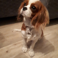 Cavalier King Charles Spanieli, Köpek  Mira fotoğrafı