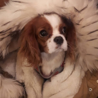 Cavalier King Charles Spanieli, Köpek  Mira fotoğrafı