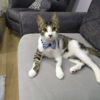 American Curl, Kedi  Rıfkı fotoğrafı