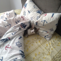 American Curl, Kedi  Rıfkı fotoğrafı