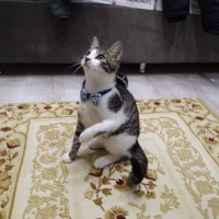 American Curl, Kedi  Rıfkı fotoğrafı