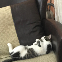 American Curl, Kedi  Rıfkı fotoğrafı