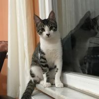 American Curl, Kedi  Rıfkı fotoğrafı