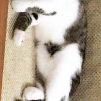 American Curl, Kedi  Rıfkı fotoğrafı