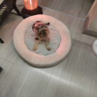 Yorkshire Terrier, Köpek  Mira fotoğrafı