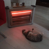 Tekir Kedi, Kedi  Kimi fotoğrafı