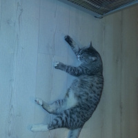 Tekir Kedi, Kedi  Kimi fotoğrafı