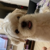 Maltese, Köpek  Şakira fotoğrafı