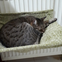 Tekir Kedi, Kedi  Şanslı fotoğrafı