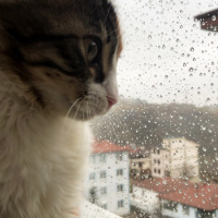 Tekir Kedi, Kedi  minnoş fotoğrafı