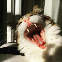 Tekir Kedi, Kedi  minnoş fotoğrafı