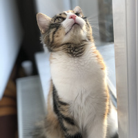 Tekir Kedi, Kedi  minnoş fotoğrafı