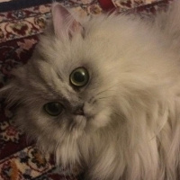Chinchilla, Kedi  Miniş fotoğrafı