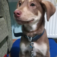 Sibirya Kurdu (Husky), Köpek  Kaju fotoğrafı