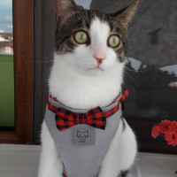Tekir Kedi, Kedi  Ponçik fotoğrafı