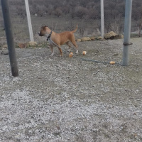 Amerikan Pitbull Terrier, Köpek  Karamela fotoğrafı