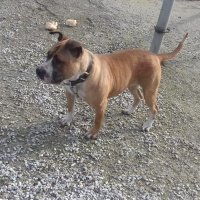 Amerikan Pitbull Terrier, Köpek  Karamela fotoğrafı