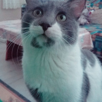 Tekir Kedi, Kedi  Duman fotoğrafı