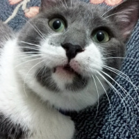 Tekir Kedi, Kedi  Duman fotoğrafı