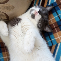 Tekir Kedi, Kedi  Duman fotoğrafı