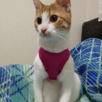 Sarman, Kedi  Boni fotoğrafı