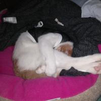 Sarman, Kedi  Boni fotoğrafı