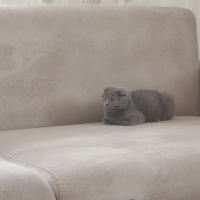 Scottish Fold, Kedi  Duman fotoğrafı