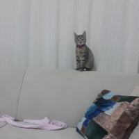 Tekir Kedi, Kedi  Mila fotoğrafı