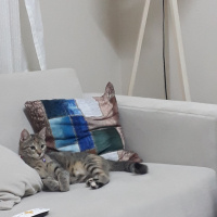 Tekir Kedi, Kedi  Mila fotoğrafı