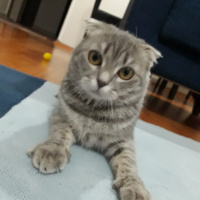 Scottish Fold, Kedi  Lily fotoğrafı