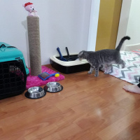 Scottish Fold, Kedi  Lily fotoğrafı