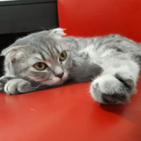 Scottish Fold, Kedi  Lily fotoğrafı