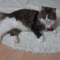 Norwegian Forest, Kedi  Luna fotoğrafı