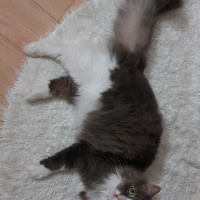 Norwegian Forest, Kedi  Luna fotoğrafı