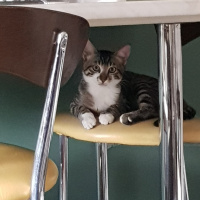 Tekir Kedi, Kedi  Ates fotoğrafı
