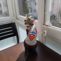 Tekir Kedi, Kedi  Ates fotoğrafı