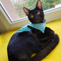 Bombay, Kedi  Duman fotoğrafı