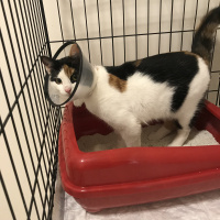 Ankara Kedisi, Kedi  Cici fotoğrafı