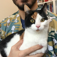 Ankara Kedisi, Kedi  Cici fotoğrafı