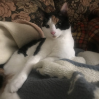Ankara Kedisi, Kedi  Cici fotoğrafı