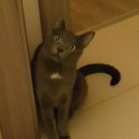 Mavi Rus, Kedi  Mia fotoğrafı