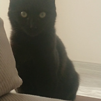Bombay, Kedi  Sürtük fotoğrafı