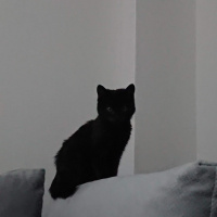 Bombay, Kedi  Sürtük fotoğrafı