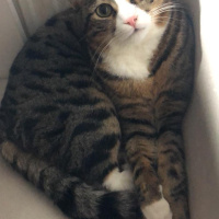 Tekir Kedi, Kedi  Çiko ve Mişa fotoğrafı