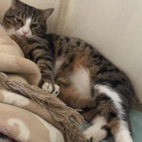 Tekir Kedi, Kedi  Çiko ve Mişa fotoğrafı