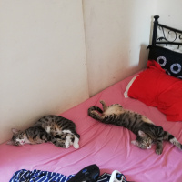 Tekir Kedi, Kedi  Çiko ve Mişa fotoğrafı