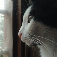 Tekir Kedi, Kedi  Marley fotoğrafı