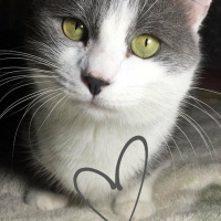 Tekir Kedi, Kedi  paspas fotoğrafı