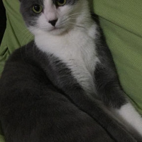 Tekir Kedi, Kedi  paspas fotoğrafı